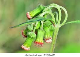 Image result for Crassocephalum