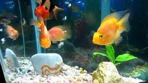 marine fish shop near me fish aquarium shop near me alimentador de peces pescado relleno peces de acuario marino