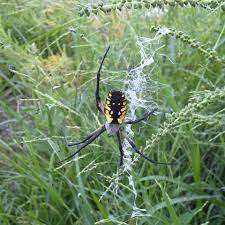 Xceptional wildlife removal provides animal removal and wildlife control services throughout the state of ohio. Francis Animal And Pest Control Home Facebook