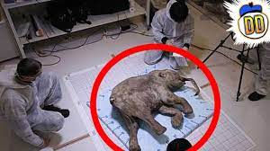 15 Extinct Animals That May Still Be Alive Youtube