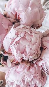 Pin On Peonies