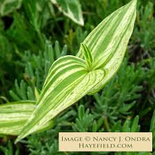 Image result for Commelina schweinfurthii