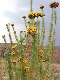 Image result for Phymaspermum