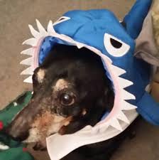Located in southern illinois, we are dedicated to raising beautiful, well socialized puppies! Heartland Dachshunds Of Southern Illinois Home Facebook