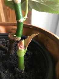 Propagate begonias from a single leaffor the larger leaved plants, begonia propagation can begin with a single leaf. The Curious Life Of My Favorite Begonia Olle Eriksson