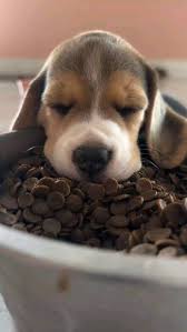 Beagle puppy available at our store ...