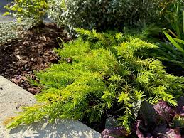 Image result for Sagina abyssinica