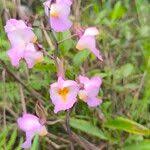 Image result for Eulophia cucullata