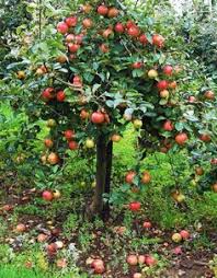 Pin Auf Apfelbaum