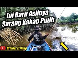 Reproduksi ikan kakap putih ridho (2016) menyatakan, ikan kakap putih termasuk dalam golongan ikan katadromus dengan sifat reproduksi hermaprodit dimana gonad menghasilkan spermatozoa dan ovum. Inilah Yang Terjadi Ketika Mancing Tepat Di Sarang Nya Ikan Litetube