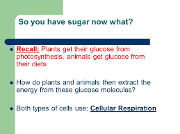 Maybe you would like to learn more about one of these? Energy All Chemical Processes In The Cell Require Energy Both Plant And Animal Cells Obtain Energy From Energy Rich Compounds Such As Glucose Sugar Ppt Download