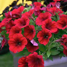 Pin On Flowers