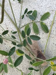 Image result for Indigastrum parviflorum