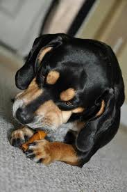 Black And Tan Beagle Coonhound Mix Beagle Coonhound Mix 3 Coonhound Dogs Pet Dogs