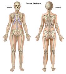 The human skeleton has a number of functions, such as protection and supporting weight. Female Skeleton Anterior And Posterior Female Skeleton Human Anatomy Female Human Body Anatomy