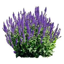 Image result for Salvia farinacea