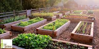 Among the most popular materials for raised beds are wood, wood composites, and metal. Selecting The Right Material For Your Raised Bed Garden Milorganite
