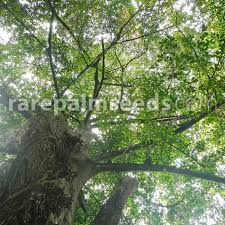 Image result for Neoboutonia macrocalyx