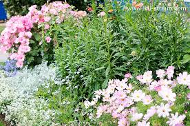 Das Beste Pflanzkonzept Fur Faule Gartner Tipps Fur Einen Pflegeleichten Garten Lilli Straub Den Traumgart In 2020 Pflegeleichter Garten Garten Bepflanzen Garten
