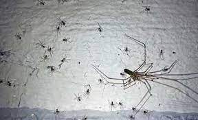 Normalerweise gelangen die achtbeiner durch geöffnete türen und fenster in das. Spinnen Bekampfen Vertreiben Mittel Gegen Spinnen Im Haus