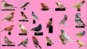 top 30 finch bird and name finches bird bird finch