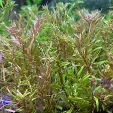 Image result for Rotala capensis