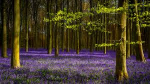 A fresh blend of colors and flowers can be found in this bold basket. Wallpaper Lavender Purple Flowers Trees Spring 5120x2880 Uhd 5k Picture Image