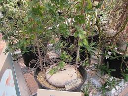 Image result for Kedrostis nana