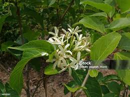 Image result for Holarrhena