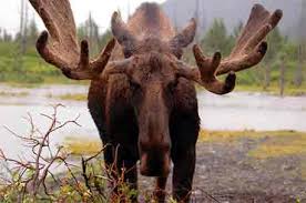 Moose Antlers How They Grow And What They Tell You