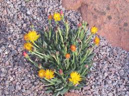 Image result for Hereroa glenensis