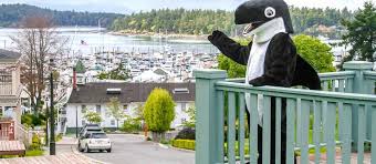 Image result for friday harbor orcas