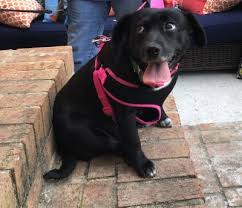 Healing hearts small animal rescue, inc. Pets For Adoption At Rutherford County Humane Society In Rutherfordton Nc Petfinder