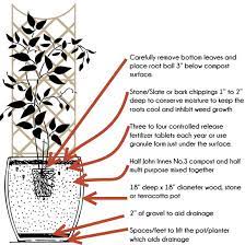 Support for clematis because clematis climbs by twining its stems and leaf petioles around any narrow support, it is equally happy on trellises made of lathe regular watering is desirable, especially during seasonal dry periods. Plant Care Taylors Clematis