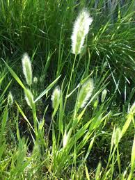 Image result for Polypogon