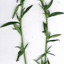 Image result for Misopates