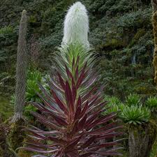 Image result for Lobelia holstii