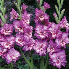 Gladiolus Flower Flowers Flower Bulbs Other Flower Bulbs Tubers Gladiolus Tango Gladiolus Flower Bulb Flowers Summer Flowering Bulbs