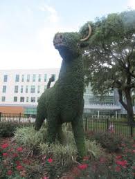 Sign in to get free downloads everyday. 25 Best Usf Bulls Ideas Usf Bulls Usf University Of South Florida