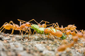 Rote Ameisen Im Garten Fluch Oder Segen
