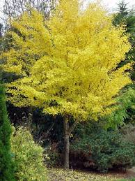 Jardin Jasmin Ginkgo Biloba Chi Chi 2m X 2m Planter Des Arbres Arbre Ginkgo Et Arbre De Jardin