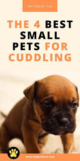 Well, if you live in one of the states that allow pet raccoons, that dream could be a reality. The Best Small Pets For Cuddling Teaching A Pet To Cuddle Mypetience