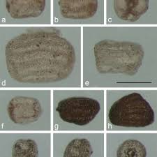 Image result for Crotalaria namuliensis