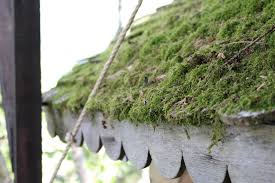 La Mousse Recouvre Ce Petit Toit Fait En Tuile De Cedre Rouge Plants Photo