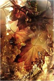 Https Www Pinterest Com Pin 319544536044281787 Posted With Post To Tumblr Saved From Lisahewitt Tumb Folhas De Outono Paisagens De Outono Lindas Paisagens It is therefore with great sadness. pinterest