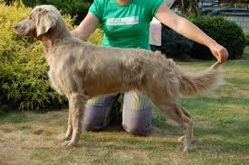 Image result for výmarský dlouhosrstý ohař