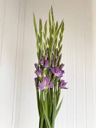Image result for Gladiolus decoratus