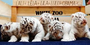 Inilah Ciri Ciri Fauna Di Jawa Sumatera Bali Dan Kalimantan Merdeka Com