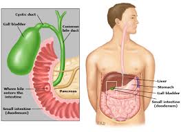 When i came to i felt fine — it was the first time in years i'd not had any sort of discomfort, sickness or. Patient Education Gallstones Beyond The Basics Uptodate