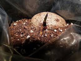 Image result for Raphia ruwenzorica